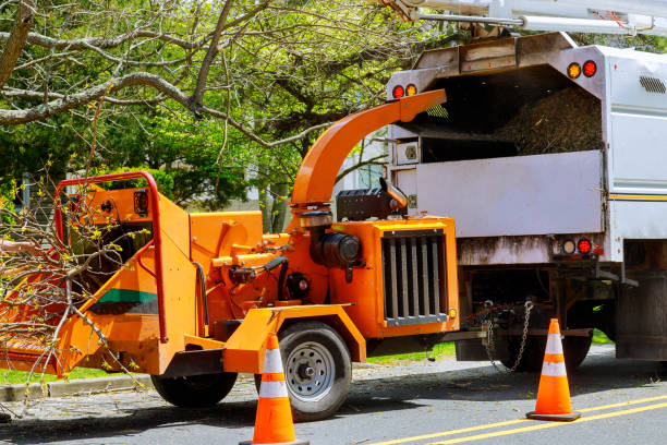 Best Leaf Removal  in Pigeon Forge, TN